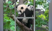 Панда мама и малыш